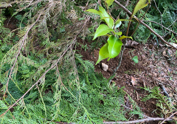 筑波山水源の森づくり